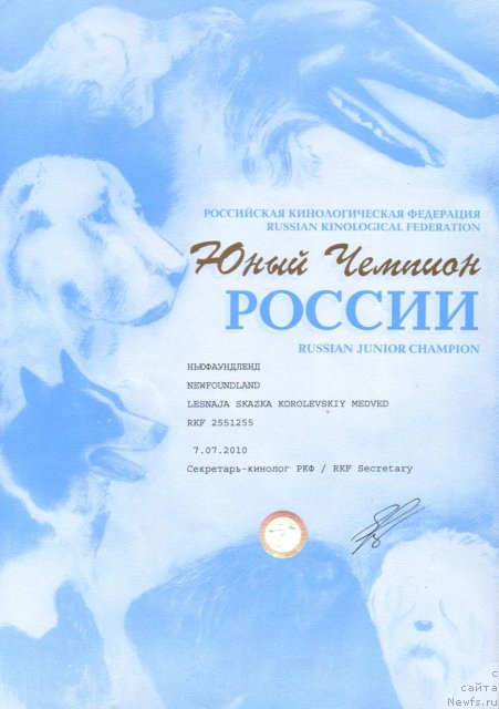Фото: ньюфаундленд Лесная Сказка Королевский Медведь (Lesnaja Skazka Korolevskiy Medved)