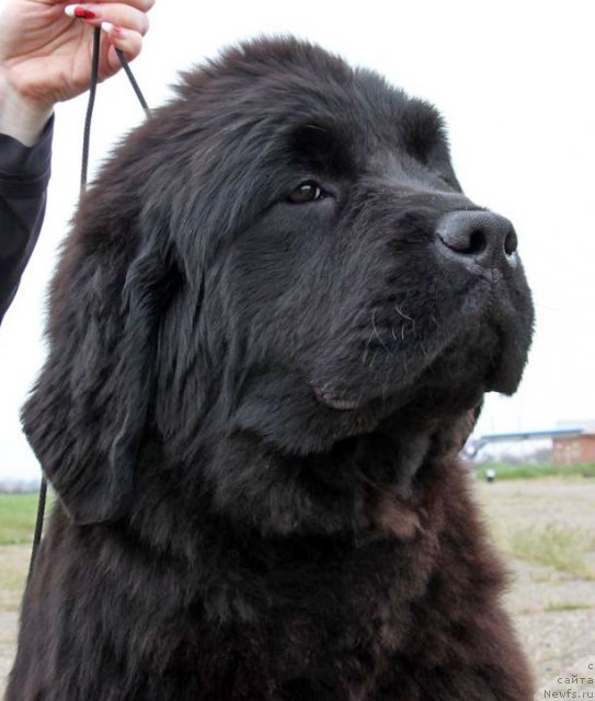 Фото: ньюфаундленд Виолетт Грэйс Оф Энджел