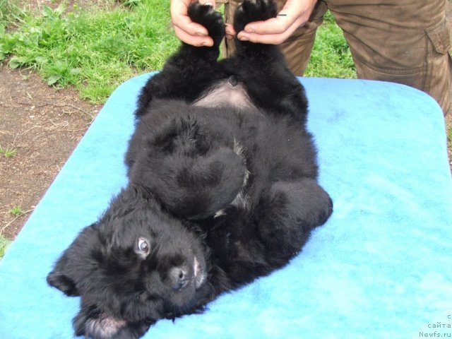 Фото: ньюфаундленд Плюшевая Панда Устинья Савельевна (Plushevaya Panda Ustinja Savelevna)