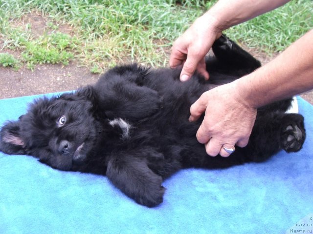 Фото: ньюфаундленд Плюшевая Панда Устинья Савельевна (Plushevaya Panda Ustinja Savelevna)