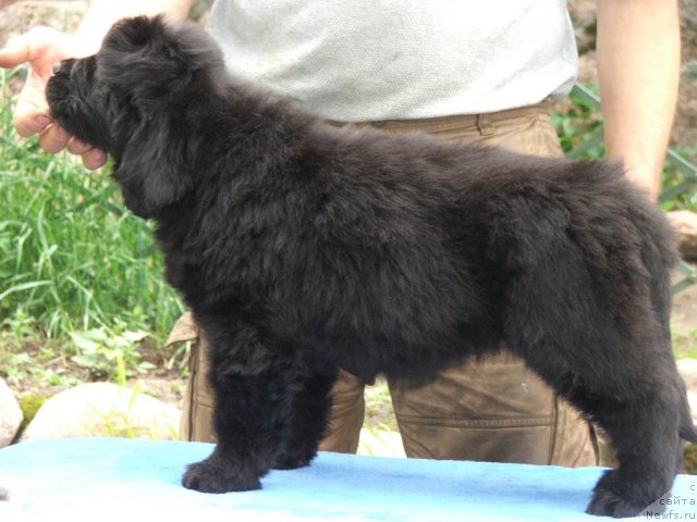 Фото: ньюфаундленд Плюшевая Панда Устинья Савельевна (Plushevaya Panda Ustinja Savelevna)