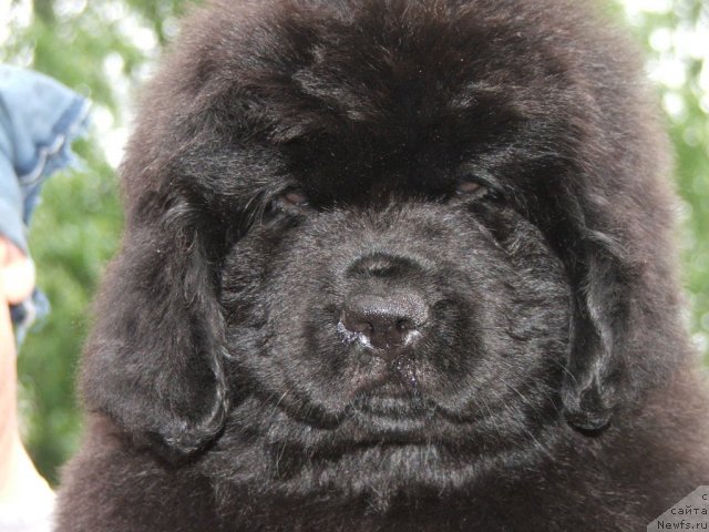 Фото: ньюфаундленд Плюшевая Панда Удивительная Кейт (Plushevaya Panda Udivitelnaja Kejt)