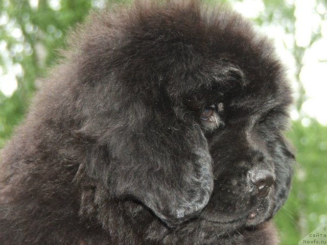 Фото: ньюфаундленд Плюшевая Панда Удивительная Кейт (Plushevaya Panda Udivitelnaja Kejt)