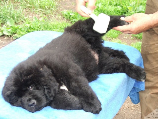 Фото: ньюфаундленд Плюшевая Панда Удивительная Кейт (Plushevaya Panda Udivitelnaja Kejt)