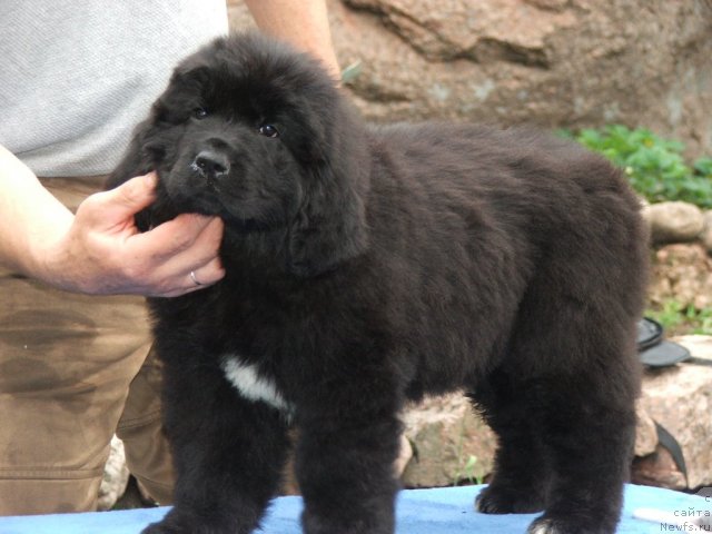 Фото: ньюфаундленд Плюшевая Панда Удивительная Кейт (Plushevaya Panda Udivitelnaja Kejt)