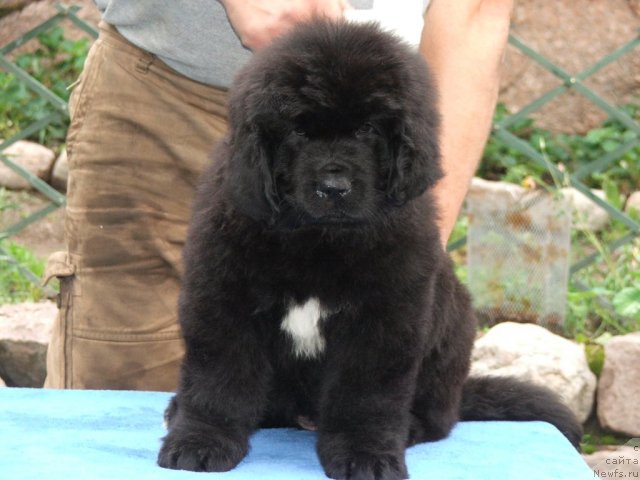 Фото: ньюфаундленд Плюшевая Панда Удивительная Кейт (Plushevaya Panda Udivitelnaja Kejt)