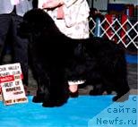 Фото: ньюфаундленд Seabrooks On Peachtree Street