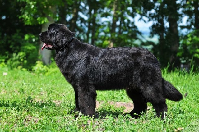 Фото: ньюфаундленд Акватория Келвин Оушен Дрим