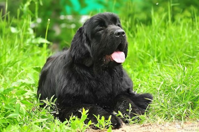 Фото: ньюфаундленд Акватория Келвин Оушен Дрим