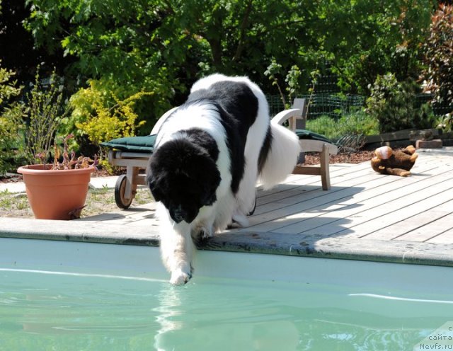 Фото: ньюфаундленд Vallis Madea Duende