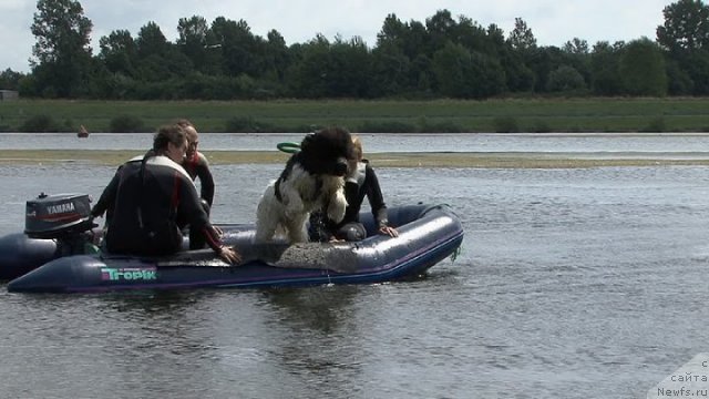 Фото: ньюфаундленд Vallis Madea Duende