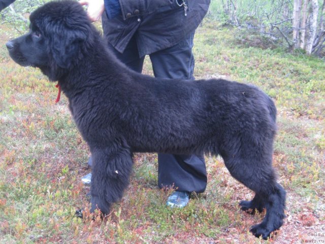 Фото: ньюфаундленд Уютная Долина Блэк Даймонд Велинда (Uyutnaya Dolina Black Diamond Velinda)