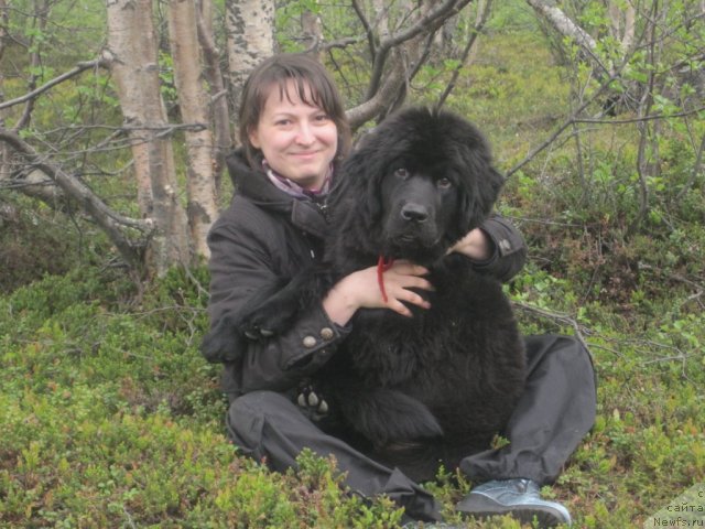 Фото: ньюфаундленд Уютная Долина Блэк Даймонд Велинда (Uyutnaya Dolina Black Diamond Velinda)