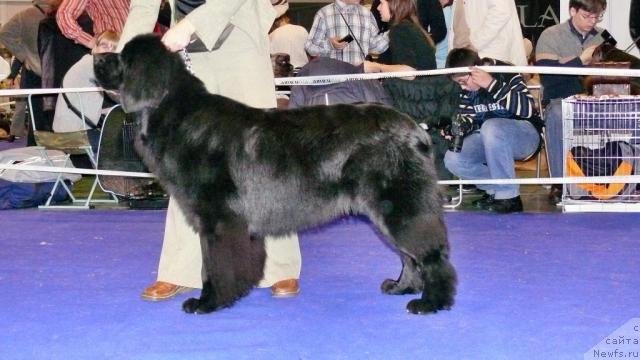 Фото: ньюфаундленд Топтыжка Нэйджил от Надин