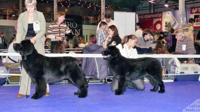 Фото: ньюфаундленд Топтыжка Нэйджил от Надин