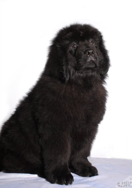 Фото: ньюфаундленд Звездный Ангел