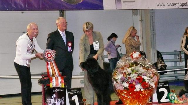 Фото: ньюфаундленд Топтыжка Нэйджил от Надин