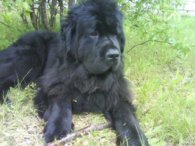 Фото: ньюфаундленд Fortuna of Giant's Island