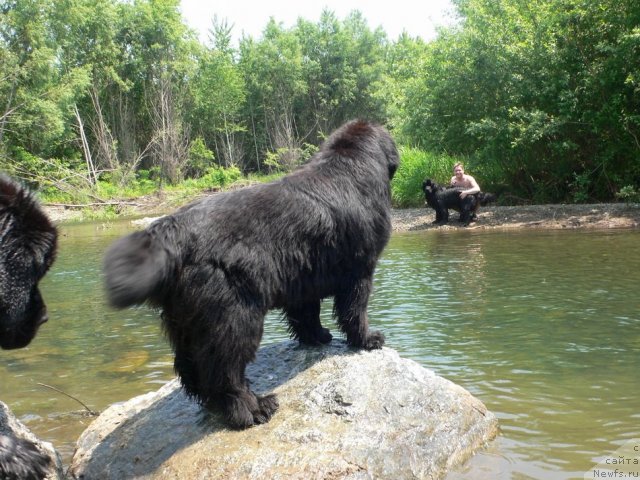 Фото: ньюфаундленд Супер Премиум Амелия Экшен, ньюфаундленд I'm Little Princess Midnight Bear