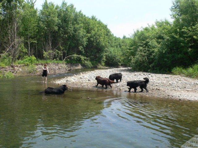 Фото: ньюфаундленд Веридан Звездный Путь, ньюфаундленд Аркадия Виват Арбона, ньюфаундленд Супер Премиум Амелия Экшен, ньюфаундленд I'm Little Princess Midnight Bear