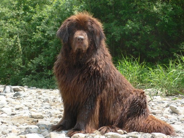 Фото: ньюфаундленд Аркадия Виват Арбона
