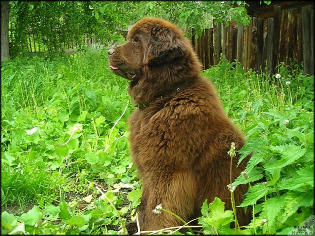 Фото: ньюфаундленд Черный Шарм Абрикосовая Карамель