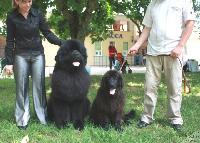 Фото: ньюфаундленд Жгучий Брюнет с Берега Дона