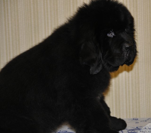 Фото: ньюфаундленд Бегущая по Волнам Зурбаган (Beguschaya po Volnam Zurbagan)