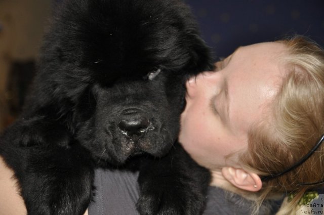 Фото: ньюфаундленд Бегущая по Волнам Зурбаган (Beguschaya po Volnam Zurbagan), Анастасия Рысева