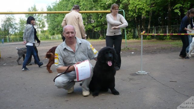 Фото: ньюфаундленд Уильям Наследник Трона