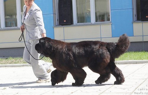 Фото: ньюфаундленд Наварро Дэлюкс из Медвежьего Яра