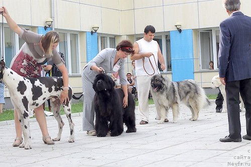 Фото: ньюфаундленд Династия Квин из Медвежьего Яра (Dynasty Queen iz Medvejyego Yara)