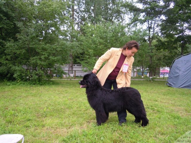 Фото: ньюфаундленд Фанньюф Альфелина Бледанс, Дарима Ачитуева