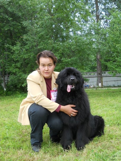 Фото: Дарима Ачитуева, ньюфаундленд Фанньюф Альфелина Бледанс