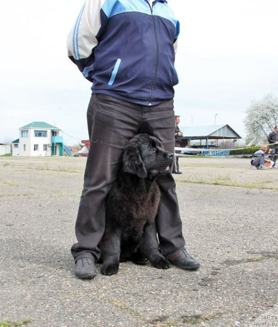 Фото: ньюфаундленд Виолетт Грэйс Оф Энджел