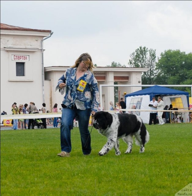 Фото: ньюфаундленд Сент Джонс Фаберже Коллекшен (Sent Djons Faberge Collection)