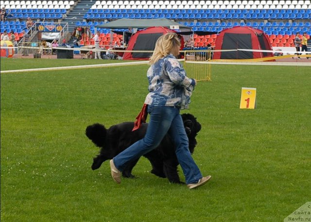 Фото: ньюфаундленд Сент Джонс Жанна Д'Арк (Sent Djons Zanna D'Ark)