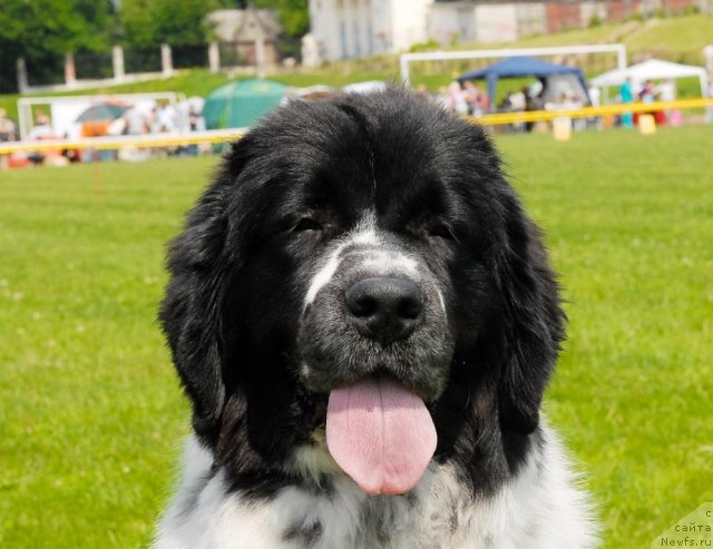 Фото: ньюфаундленд Сент Джонс Фаберже Коллекшен (Sent Djons Faberge Collection)