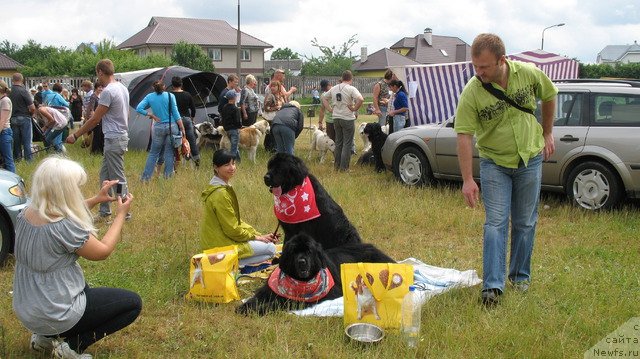 Фото: ньюфаундленд Очень Важная Персона, ньюфаундленд Варвара Вялiкi Мядзведзь (Varvara Vialiki Miadzvedz)