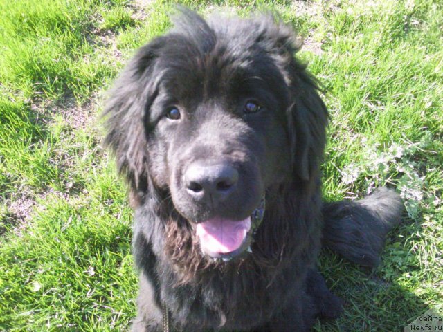 Фото: ньюфаундленд Черный Шарм Бэтмен