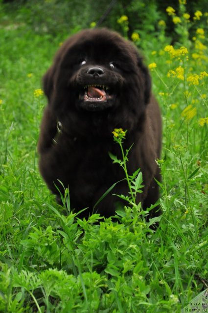 Фото: ньюфаундленд Сказочная Кроха Нериан