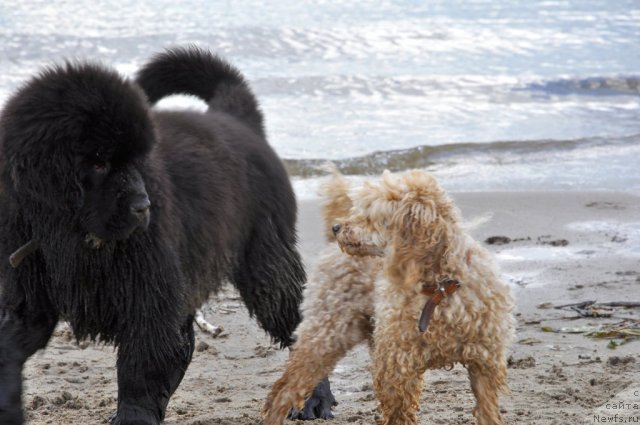 Фото: ньюфаундленд Сказочная Кроха Нериан