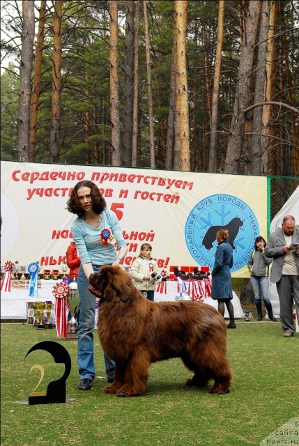 Фото: ньюфаундленд Мега Стар из Аркаима