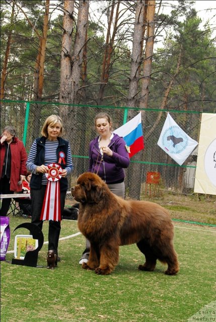 Фото: ньюфаундленд Командор из Медвежьего Яра