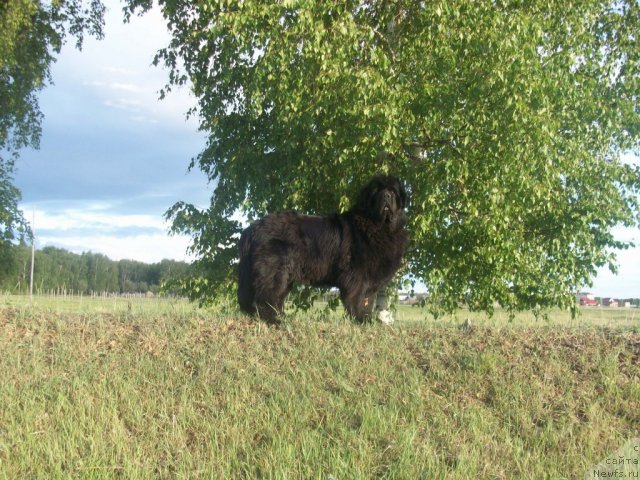 Фото: ньюфаундленд Ярада из Сибирской Глубинки (Yarada iz Sibirskoy Glubinki)