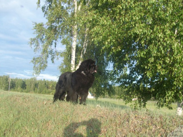 Фото: ньюфаундленд Ярада из Сибирской Глубинки (Yarada iz Sibirskoy Glubinki)