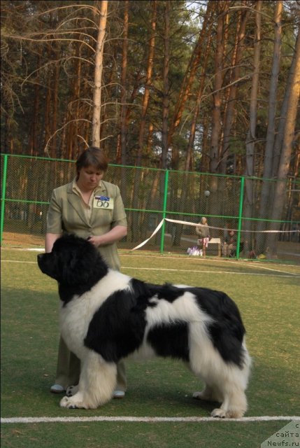 Фото: ньюфаундленд Супер Премиум Жодо Феролли (Super Premium Zhodo Ferolli)