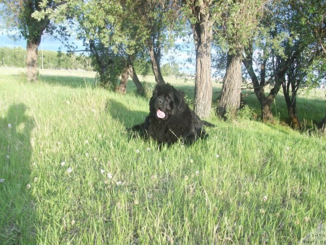 Фото: ньюфаундленд Ярада из Сибирской Глубинки (Yarada iz Sibirskoy Glubinki)