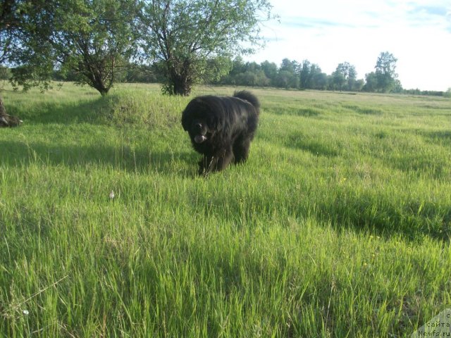 Фото: ньюфаундленд Карат из Медвежьего Яра (Karat iz Medvejyego Yara)