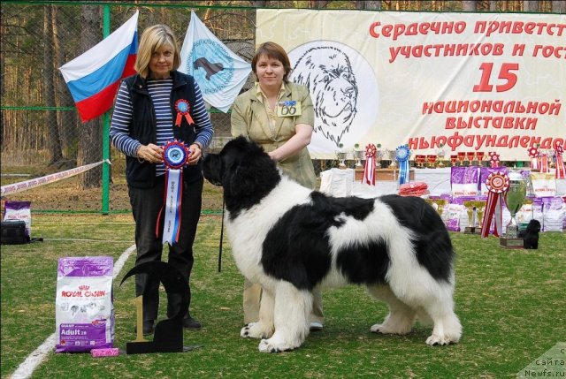 Фото: ньюфаундленд Супер Премиум Жодо Феролли (Super Premium Zhodo Ferolli)